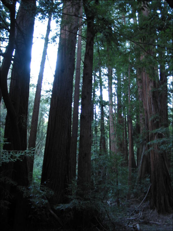 [20040121_Junkvist_MuirWoods_08.jpg]