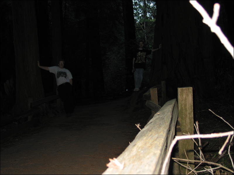 [20040121_Junkvist_MuirWoods_12.jpg]