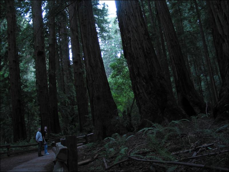 [20040121_Junkvist_MuirWoods_15.jpg]