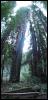 [panorama muir woods 2]