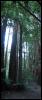 [panorama muir woods]