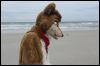 [Kovudalion 201204 Jacksonville Beach 084]