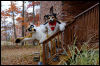 [20121021 TOSManor 1931 e]