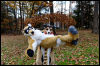 [20121021 TOSManor 1949 e]