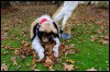 [20121021 TOSManor 1971 e]