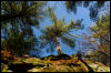 [20121022 CookForest 2033 e]