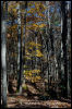 [20121022 CookForest 2058 e]