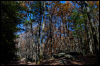 [20121022 CookForest 2059 e]