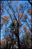 [20121022 CookForest 2061 e]