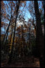 [20121022 CookForest 2066 e]